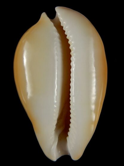 Nesiocypraea teramachii neocaledonica..GIANT... 61,70 mm Gem-52013