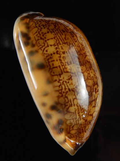 Mauritia eglantina ... rusty .... 48,95 mm Gem-52151