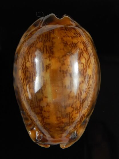 Mauritia arabica arabica rusty 44,40 mm Gem-52163