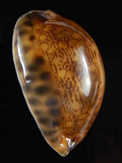 Mauritia arabica arabica rusty 44,40 mm Gem-52168