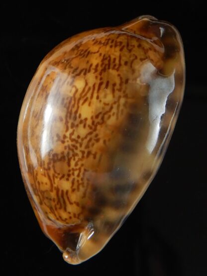 Mauritia arabica arabica rusty 44,40 mm Gem-52169