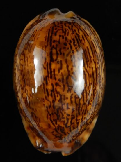 Mauritia arabica arabica rusty 49,75 mm Gem-52191