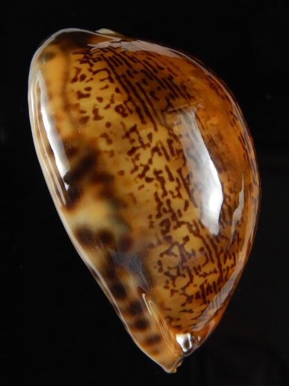 Mauritia arabica arabica rusty 49,75 mm Gem-52195