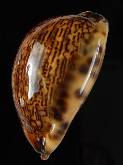 Mauritia arabica arabica rusty 49,75 mm Gem-52197