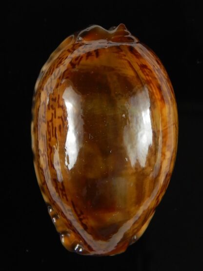 Mauritia arabica arabica rusty 45,96 mm Gem-52177