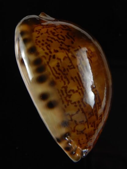 Mauritia arabica arabica rusty 45,96 mm Gem-52181