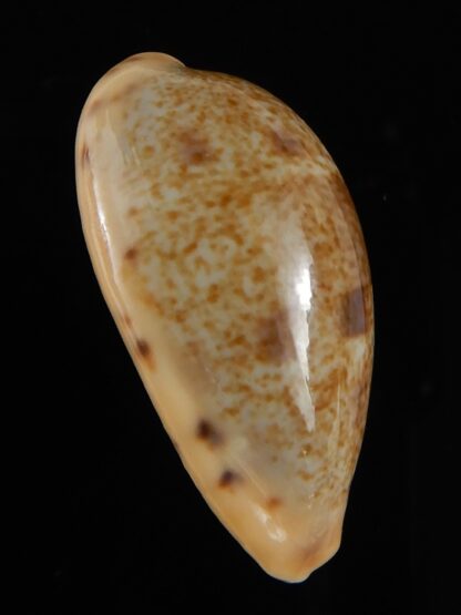 Contradusta lapillus ..GIANT size... 33,6 mm Gem -52068