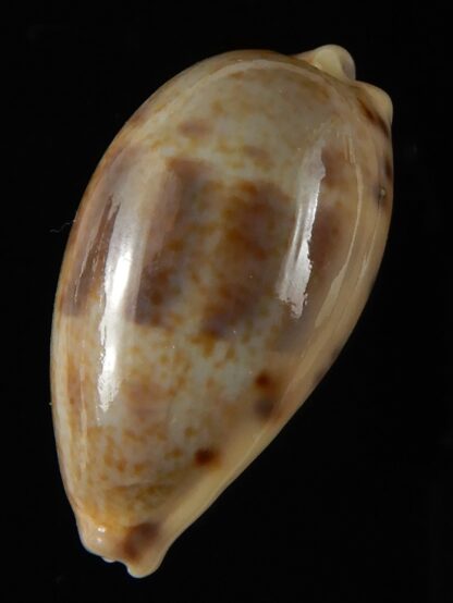 Contradusta lapillus .. Big size... 30,70 mm Gem-52028