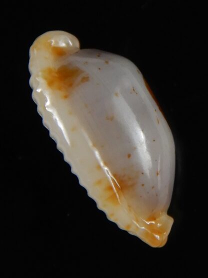 Bistolida stolida aureliae ... Rostrate ... 20,85 mm Gem -52139