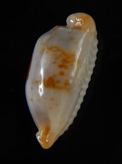 Bistolida stolida aureliae ... Rostrate ... 20,85 mm Gem -52138