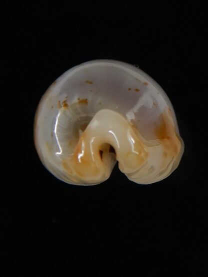 Bistolida stolida aureliae ... Rostrate ... 20,85 mm Gem -52140