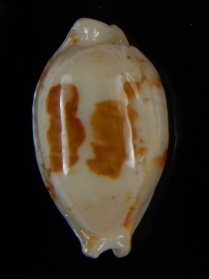 Bistolida stolida aureliae...White... 21,72 mm Gem-52418