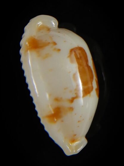 Bistolida stolida aureliae...White... 21,72 mm Gem-52415