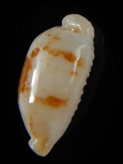 Bistolida stolida aureliae...White... 21,72 mm Gem-52414