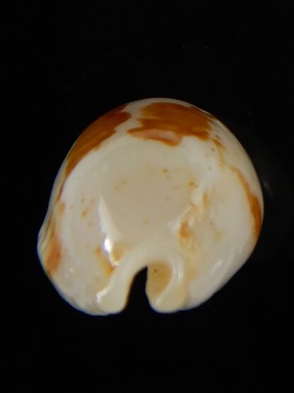 Bistolida stolida aureliae...White... 21,72 mm Gem-52417