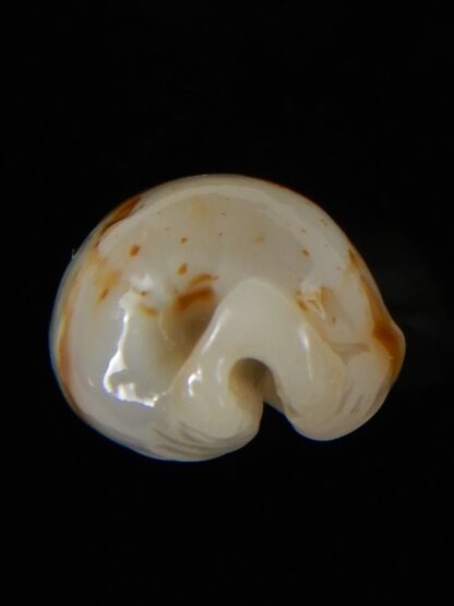 Bistolida stolida aureliae...White... 21,72 mm Gem-52419