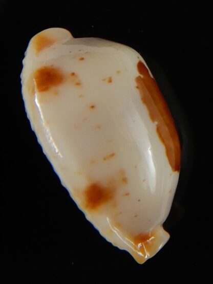 Bistolida stolida aureliae... White... 24,34 mm Gem-52461