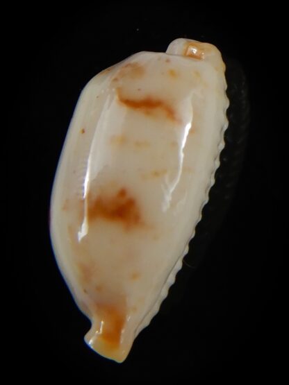 Bistolida stolida aureliae... White... 24,34 mm Gem-52458