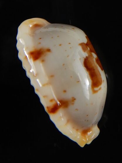 Bistolida stolida aureliae ...White... 23,30 mm Gem-52372