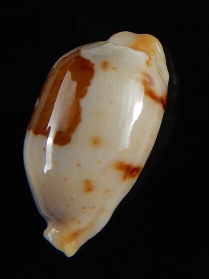 Bistolida stolida aureliae ...White... 23,30 mm Gem-52371