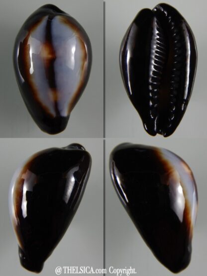 Erronea onyx onyx " SP pattern" 38,76 mm Gem-0