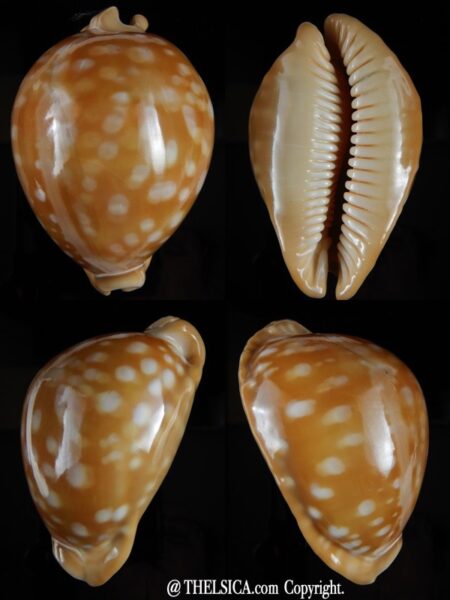 Callistocypraea leucodon escotoi.. Big size... 77.90 mm F+++/Gem-0