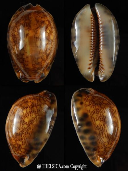 Mauritia arabica arabica rusty 44,40 mm Gem-0
