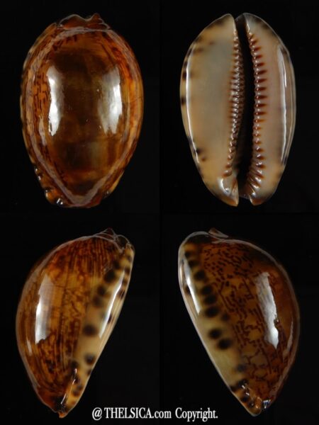 Mauritia arabica arabica rusty 45,96 mm Gem-0