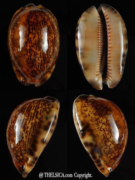 Mauritia arabica arabica rusty 49,75 mm Gem-0
