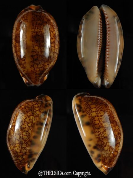 Mauritia eglantina ... rusty .... 48,95 mm Gem-0