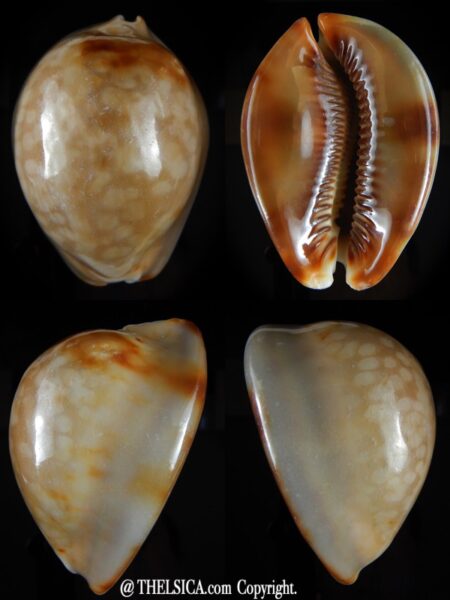 Mauritia mauritiana albiflora 82,46 mm F+++-0