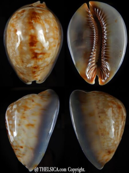 Mauritia mauritiana albiflora 95,18 mm F+++/Gem-0