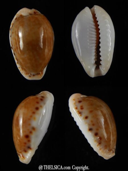 Naria cernica viridicolor 19,63 mm Gem-0