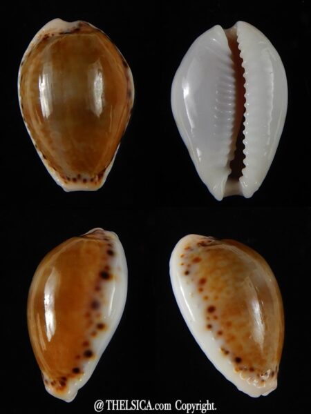 Naria cernica viridicolor 20,87 mm Gem-0