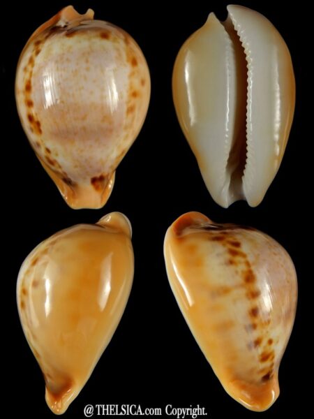 Nesiocypraea teramachii neocaledonica..GIANT... 61,70 mm Gem-0