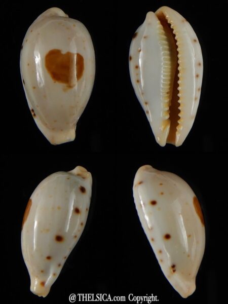 Palmadusta saulae crakei 22,97 mm Gem -0