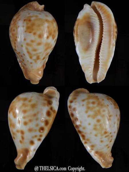 Umbilia capricornica 74,50 mm Gem -0
