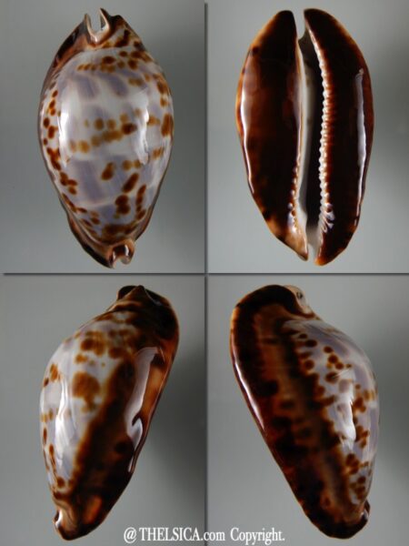 Zoila friendii Friendii...Blue... 79,70 mm Gem-0
