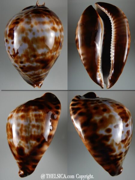 Zoila friendii vercoi ...Blue... 87,38 mm Gem-0