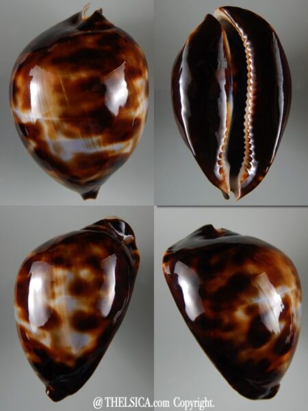 Zoila friendii vercoi 73,25 mm Gem-0