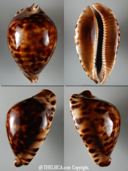Zoila friendii vercoi 90.90 mm Gem-0