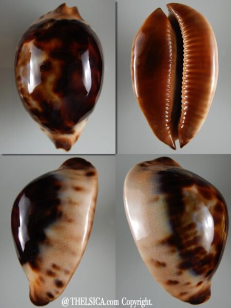 Zoila jeaniana jeaniana ..Black... 80,81 mm Gem-0