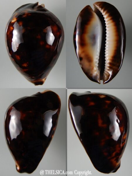 Zoila thersites thersites.."Black".. 71,2 mm Gem-0