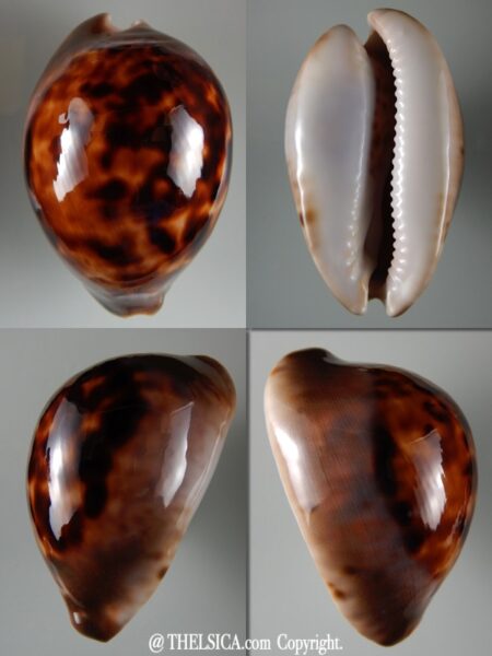 Zoila venusta episema 75,15 mm Gem-0
