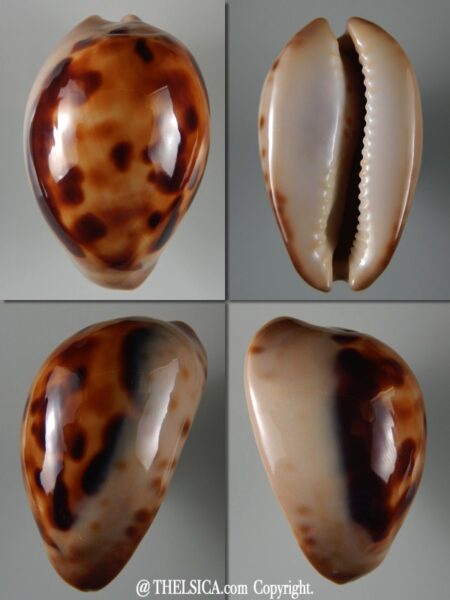 Zoila venusta episema sorrentensis 60,23 mm Gem-0