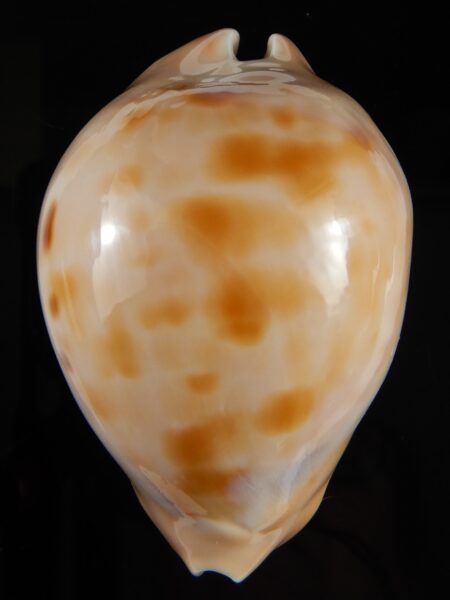 Zoila venusta roseopunctata ... Ginger/GOLDEN ... 70,30 mm Gem (-)-52097