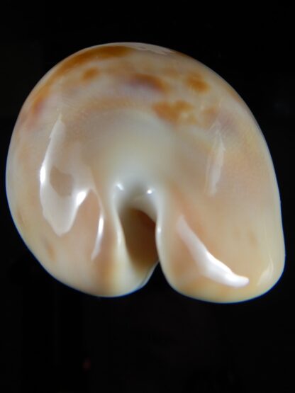 Zoila venusta roseopunctata ... Ginger/GOLDEN ... 70,30 mm Gem (-)-52096
