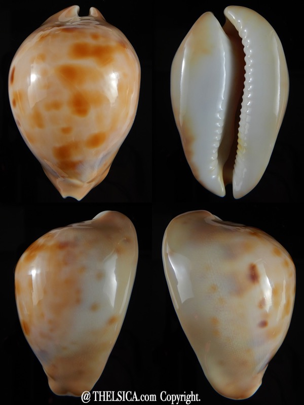 Zoila venusta roseopunctata ... Ginger/GOLDEN ... 70,30 mm Gem (-)-0