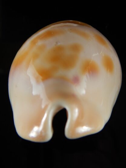 Zoila venusta roseopunctata ... GOLDEN ... 75,30 mm F+++/Gem-52113