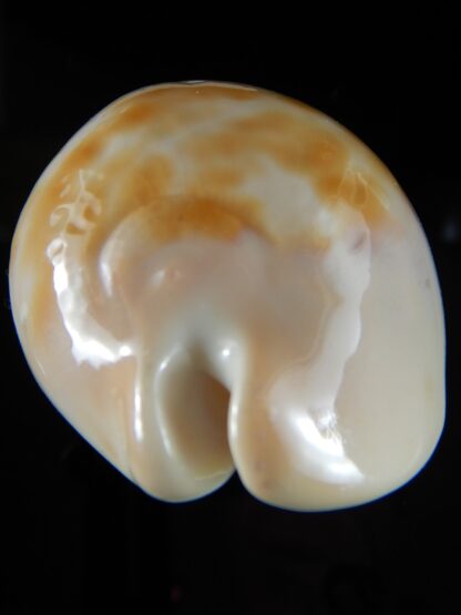 Zoila venusta roseopunctata ... GOLDEN ... 75,30 mm F+++/Gem-52111